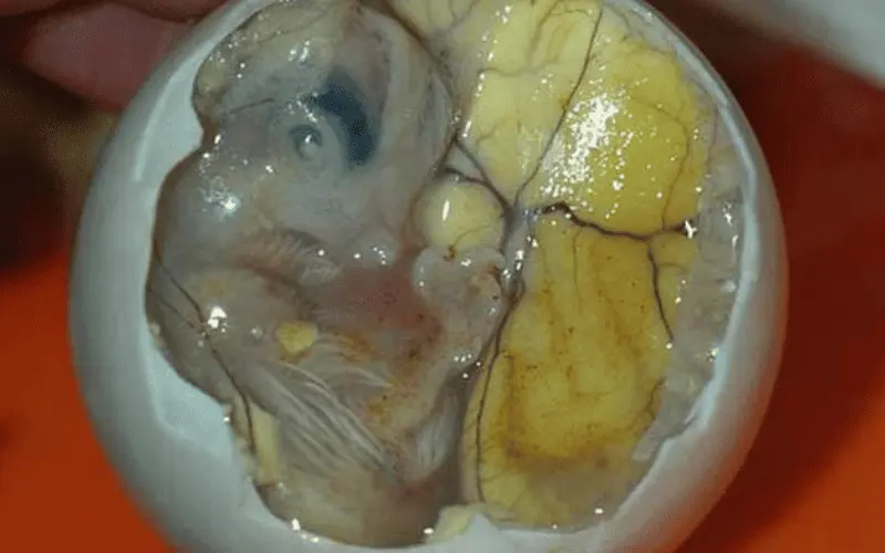 Embrião de pato