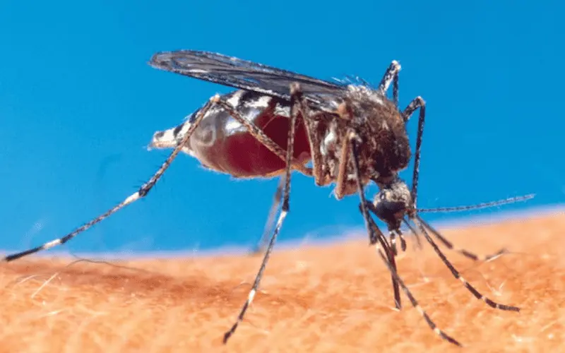 1. Mosquito – O animal mais mortal do mundo!