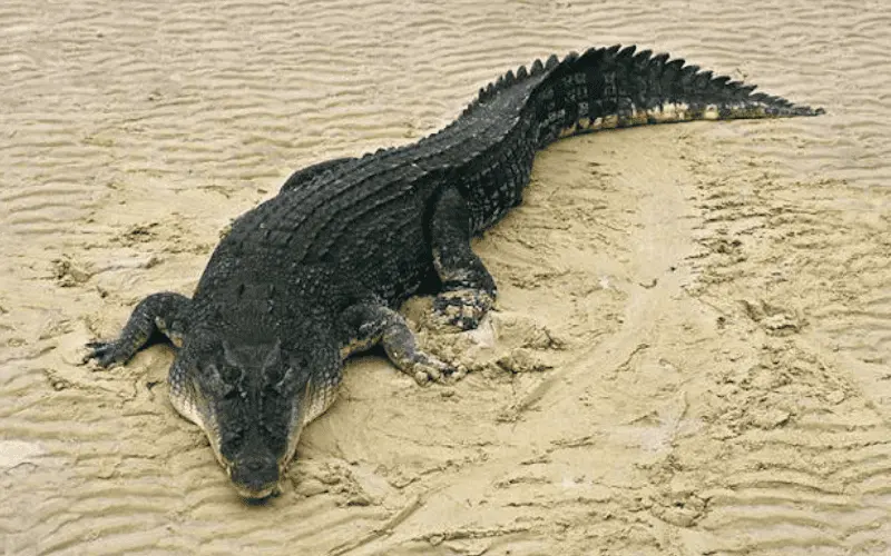 4. Crocodilo