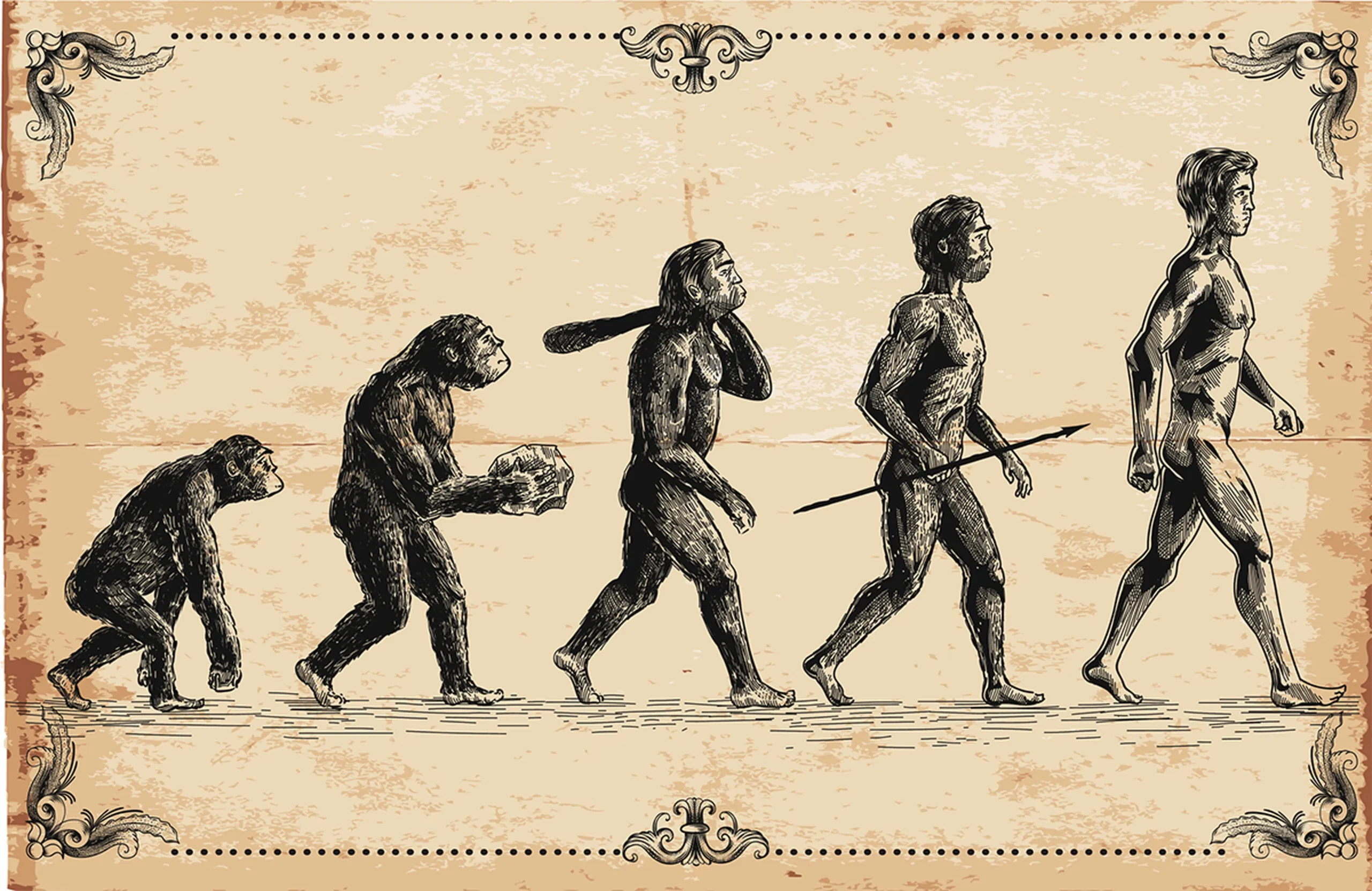 Escala de Evolução dos Seres Humanos