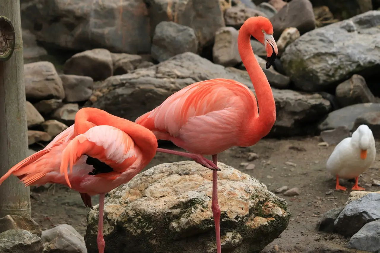 Por que os flamingos são cor de rosa