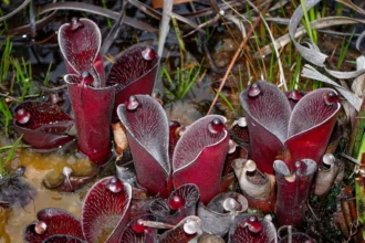 As Melhores Curiosidades Sobre As Plantas Carnívoras