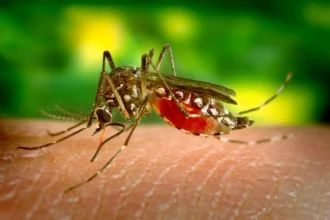 Qual a importância da existência dos mosquitos
