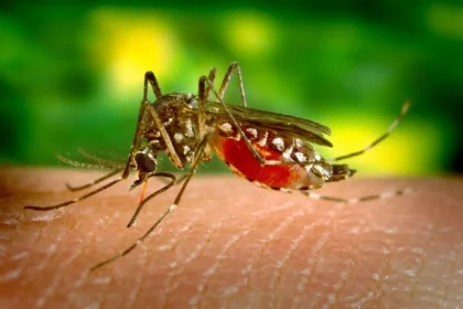 Qual a importância da existência dos mosquitos