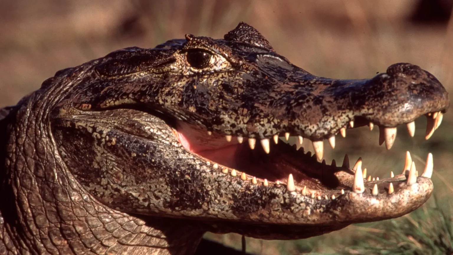 Qual é a diferença entre o crocodilo e o jacaré