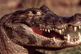 Qual é a diferença entre o crocodilo e o jacaré