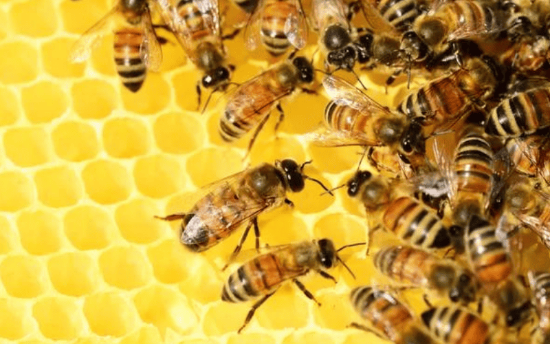 Brasileiros criam metodo para prevenir extincao de abelhas