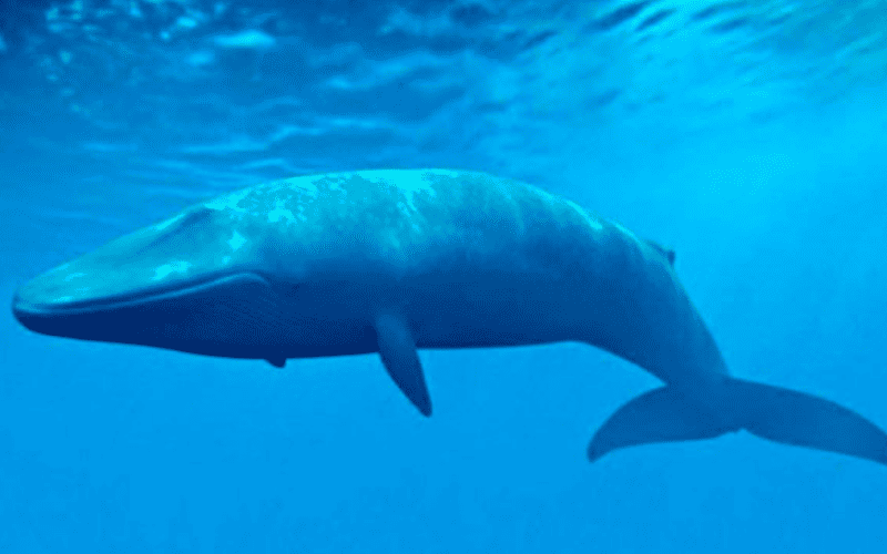 Nova populacao de baleias azuis e descoberta a noroeste do Oceano Indico