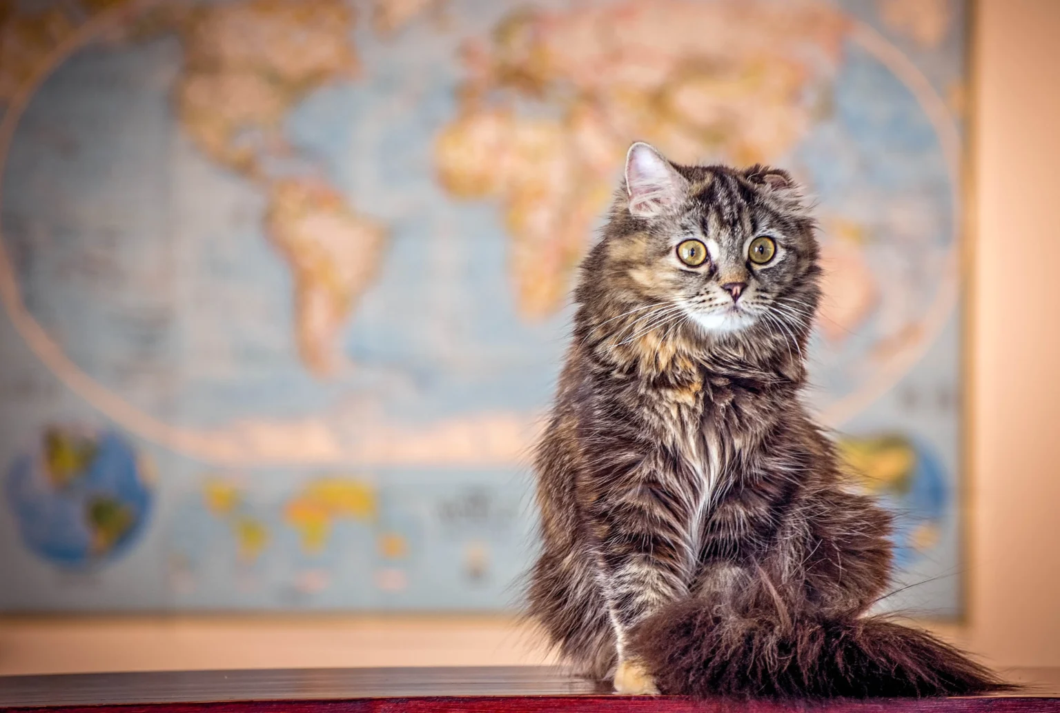 7 Mitos sobre os gatos que todo mundo acredita
