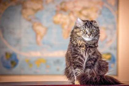 7 Mitos sobre os gatos que todo mundo acredita