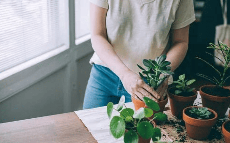 4 dicas valiosas para cuidar das plantas no inverno