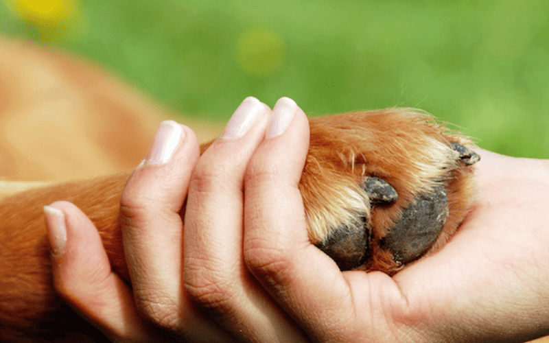 8 Formas pelas quais seu cachorro ensina voce a ser uma pessoa melhor