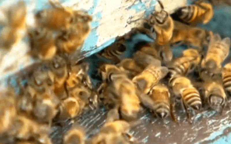 Como funciona uma colmeia de abelhas