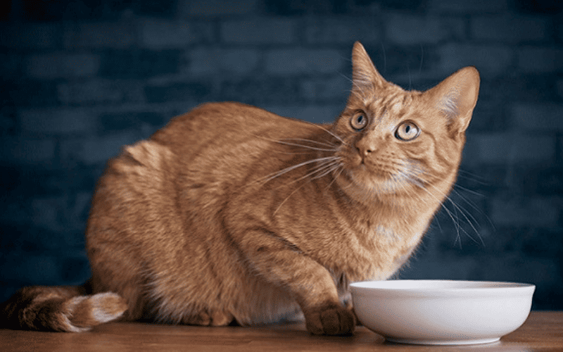 Por que alguns gatos deixam comida na beirada do pratinho