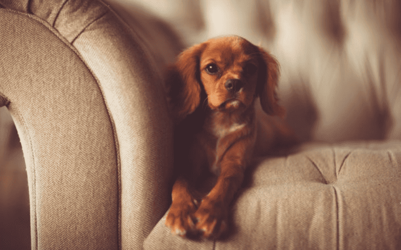 Por que cachorros roubam nosso lugar no sofa assim que levantamos