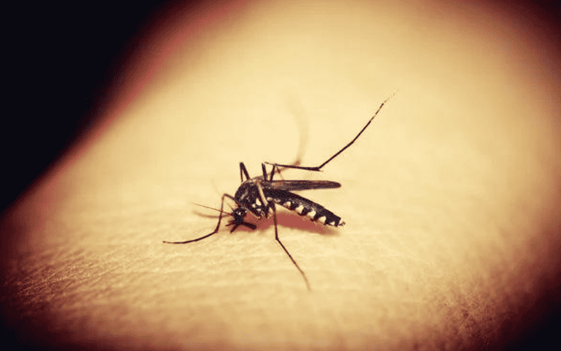 Voce acha que os mosquitos te perseguem A ciencia explica...