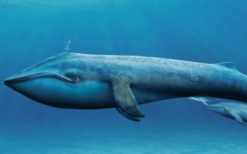 5. Baleias da Familia Mysceti