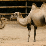 As corcovas dos camelos realmente armazenam agua