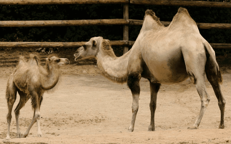As corcovas dos camelos realmente armazenam agua