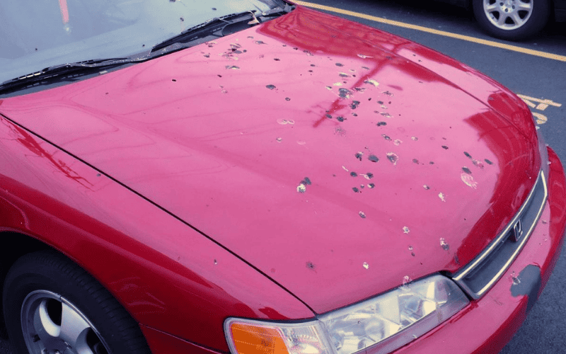 As fezes dos passaros podem danificar a pintura dos carros