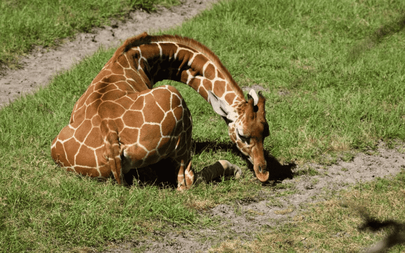 As girafas dormem em pe ou deitadas