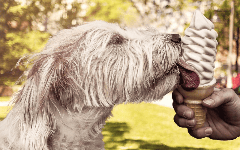 Cachorro pode tomar sorvete Descubra agora