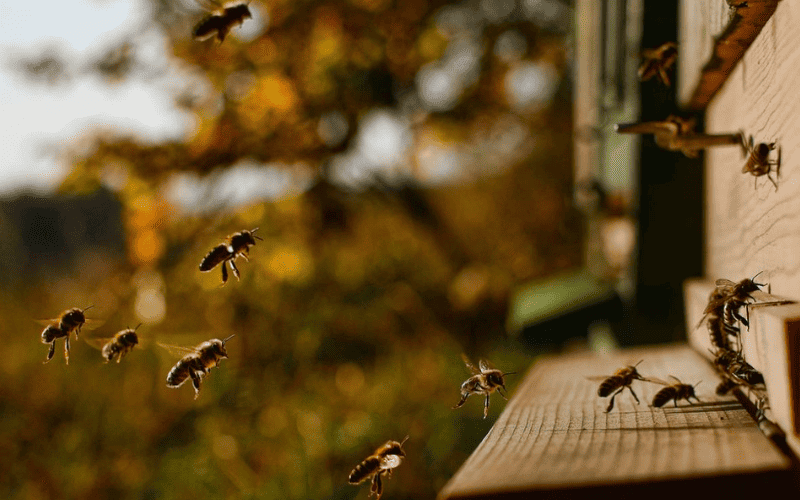 Como as abelhas escolhem o local para fazer uma nova colmeia