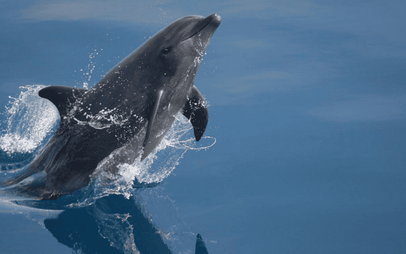 Como os golfinhos respiram