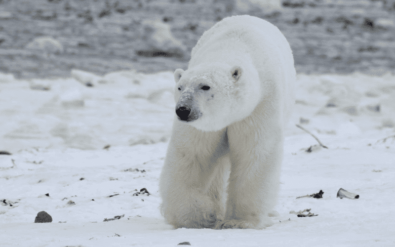 Como os ursos polares sobrevivem ao frio intenso