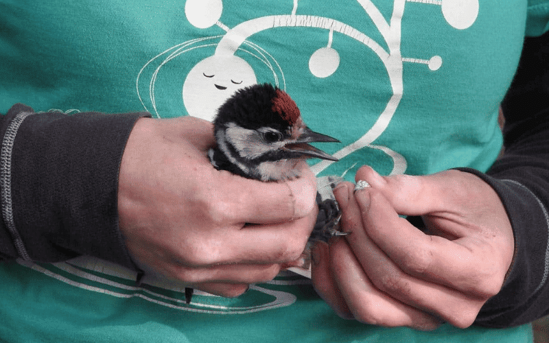 O que faz um ornitologo