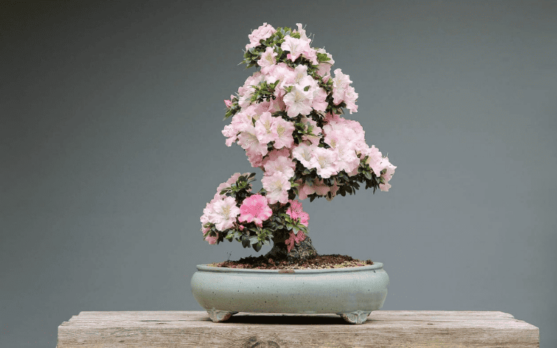 O que sao os bonsais e como podemos cultiva los