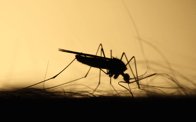 Os animais tambem sao picados por mosquitos