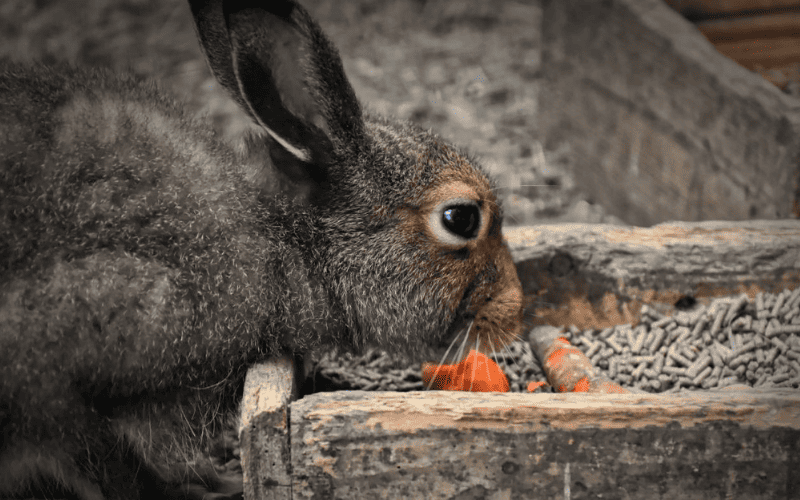 Os coelhos realmente gostam de cenouras