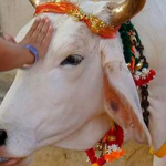 Por que a vaca e considerada sagrada na India