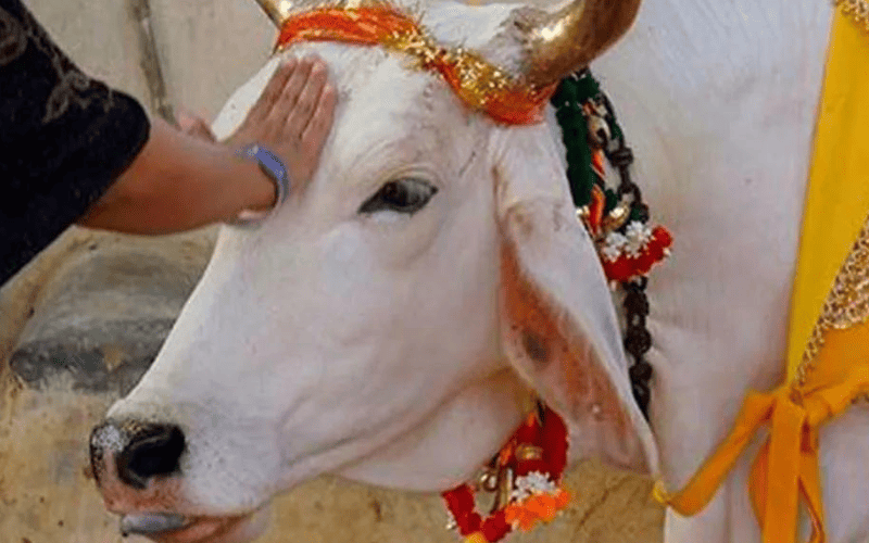 Por que a vaca e considerada sagrada na India