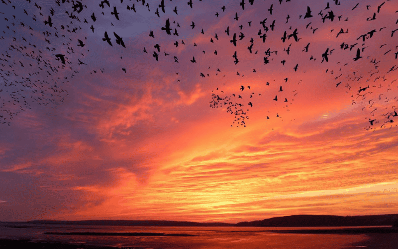 Por que as aves migram