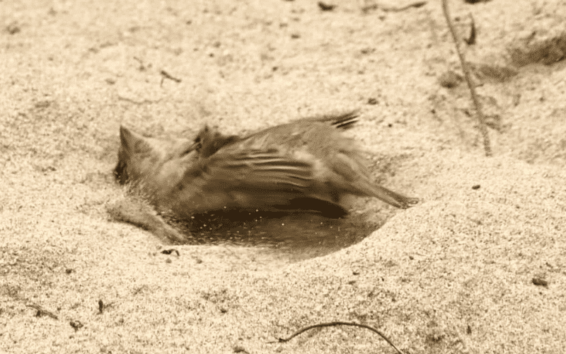 Por que as aves tomam banhos de areia