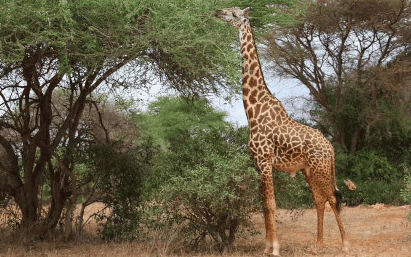 Por que as girafas tem pescoco comprido