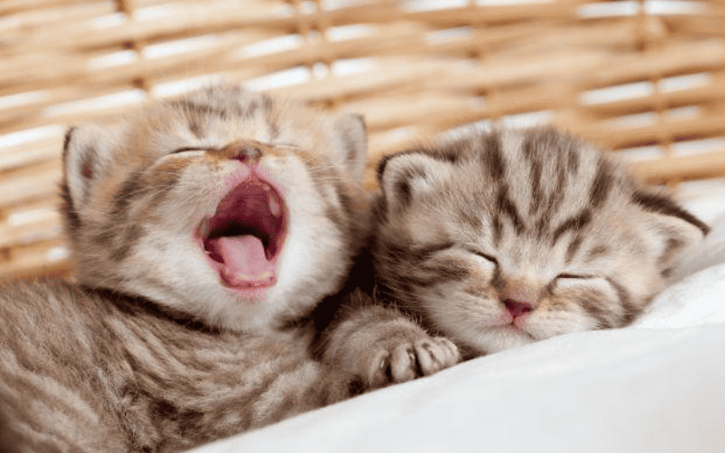 Por que gatos dormem tantas horas
