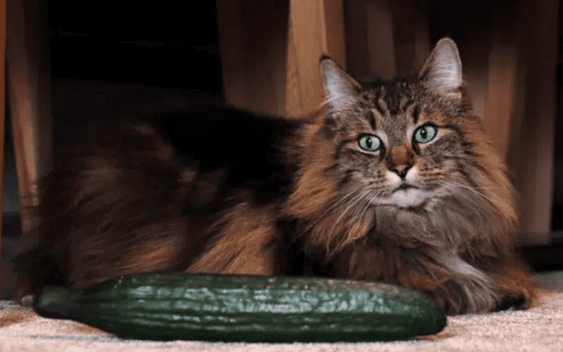 Por que gatos tem tanto medo de pepino