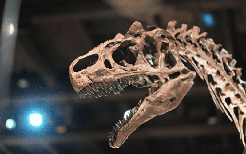 Por que ha mais restos de dinossauros do que de nossos ancestrais