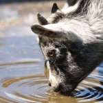 Por que os animais nao ficam doentes quando bebem agua suja