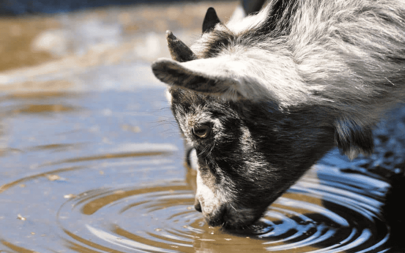 Por que os animais nao ficam doentes quando bebem agua suja