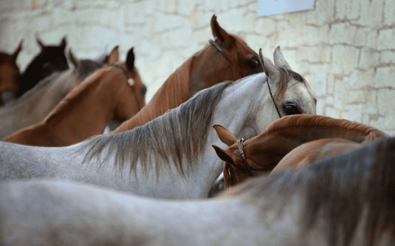 Por que os cavalos dormem em pe