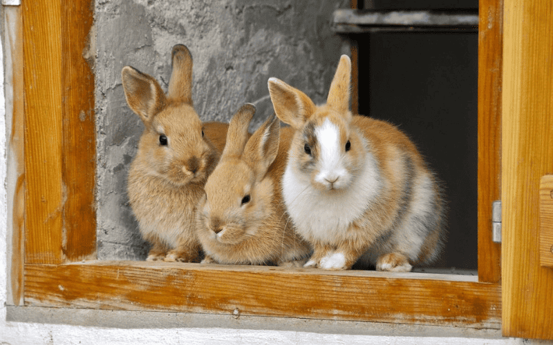 Por que os coelhos comem o proprio coco
