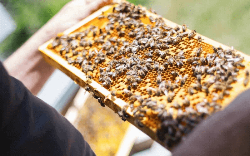 Por que os favos de mel das abelhas tem forma de hexagonos