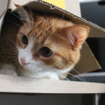 Por que os gatos adoram caixas de papelao