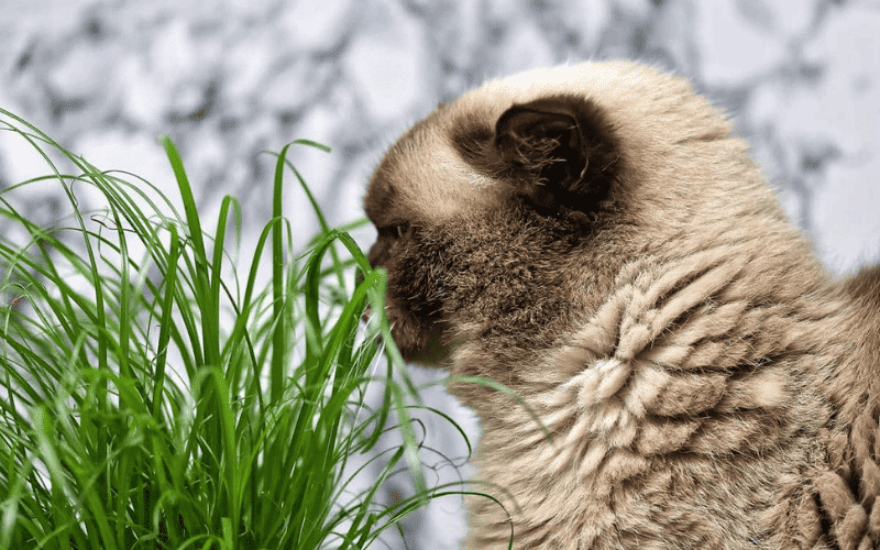 Por que os gatos comem grama