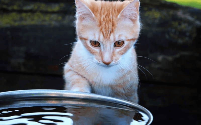 Por que os gatos tem medo de agua