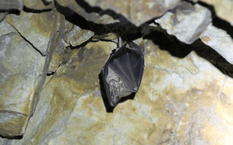 Por que os morcegos vivem em cavernas